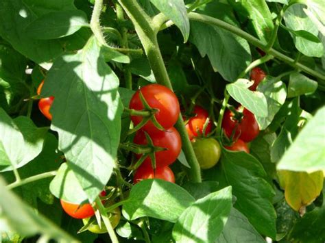 Как ускорить рост плодов томатов?