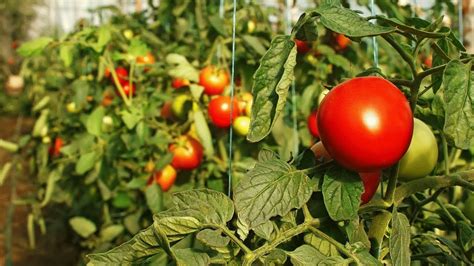 Как ускорить созревание томатов в домашних условиях?