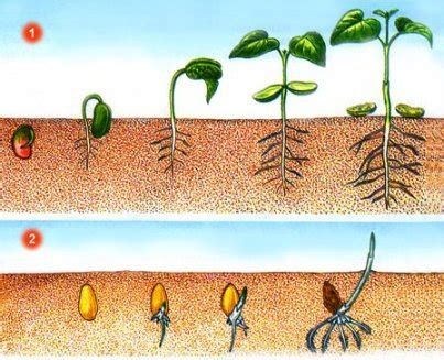 Как влияют условия среды на прорастание семян?