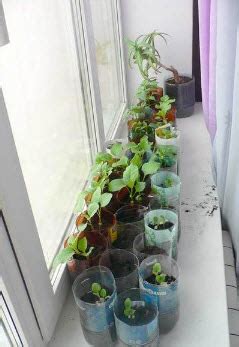 Как выращивать рассаду на окне?