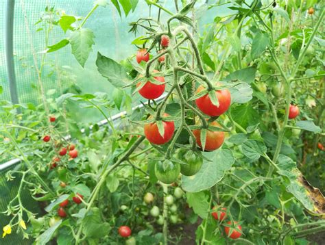 Как вырастить помидоры безрассадным способом?
