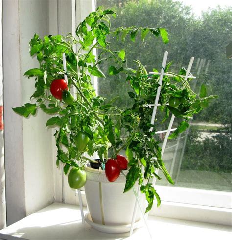 Как вырастить помидоры в комнате?