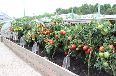 Как защитить помидоры от холода?