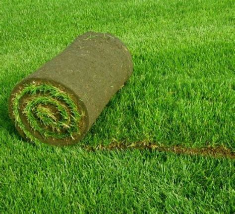Какая нужна газонная трава уничтожает сорняки?