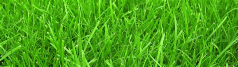 Какая самая неприхотливая газонная трава?