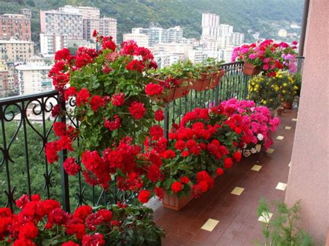 Какие цветы цветут все лето на балконе?