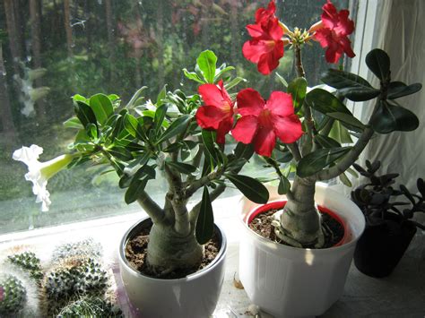 Какие цветы можно вырастить в домашних условиях зимой?