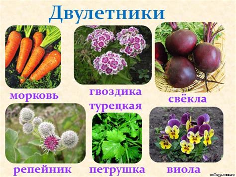 Какие домашние растения дают плоды?