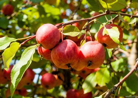 Какие фруктовые деревья можно выращивать дома?