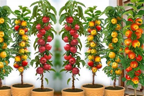 Какие фруктовые деревья посадить на маленьком участке?