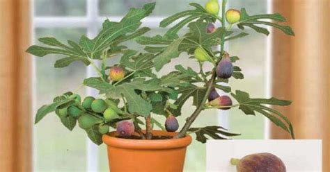 Какие фрукты легче всего вырастить дома?