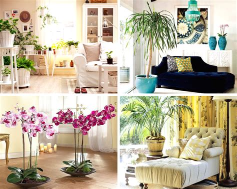 Какие комнатные цветы приносят счастье и богатство в дом?