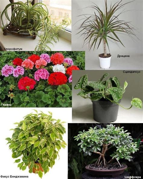 Какие комнатные растения благоприятны для дома?