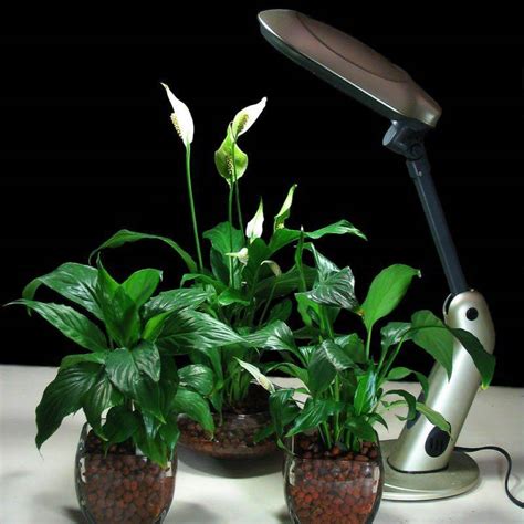Какие комнатные растения могут расти только при искусственном освещении?
