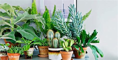 Какие комнатные растения обязательно должны?