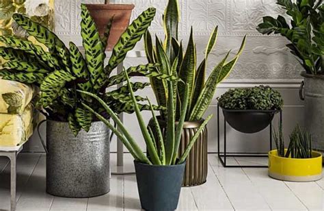 Какие комнатные растения очищают воздух в квартире?