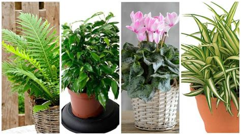 Какие комнатные растения самые неприхотливые?