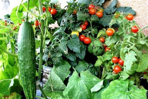Какие овощи и фрукты можно выращивать в квартире?