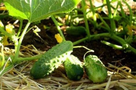 Какие овощи можно сажать семенами в открытый грунт?