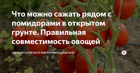 Какие овощи нельзя сажать рядом с помидорами?