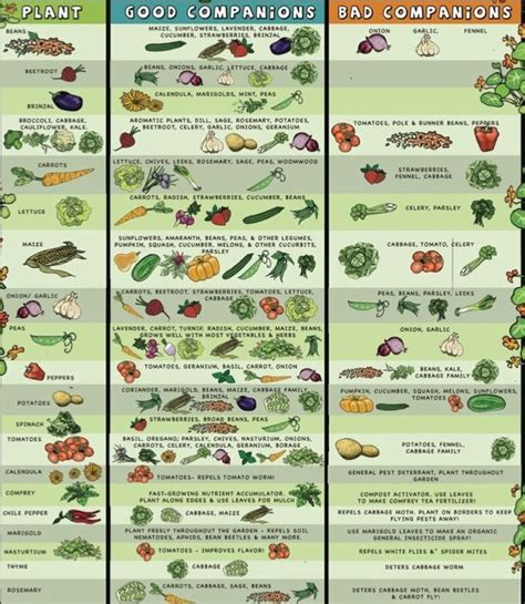Какие овощные культуры можно сажать вместе?