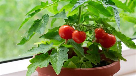 Какие помидоры можно выращивать дома на подоконнике?