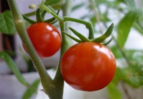 Какие помидоры нужно сеять раньше?