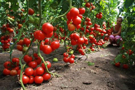 Какие ранние сорта томатов?
