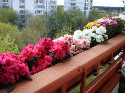 Какие растения можно выращивать на балконе зимой?