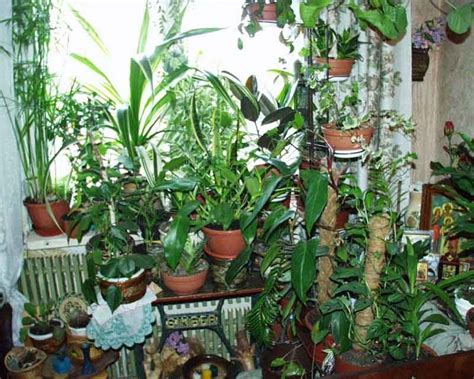 Какие растения оберегают дом?