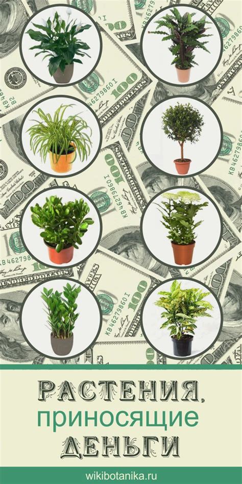 Какие растения притягивают деньги?