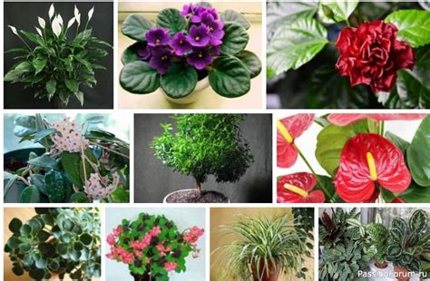 Какие растения притягивают любовь?
