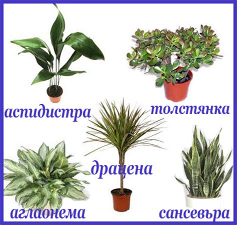 Какие растения самые неприхотливые?