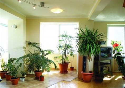 Какие растения улучшают энергетику в доме?