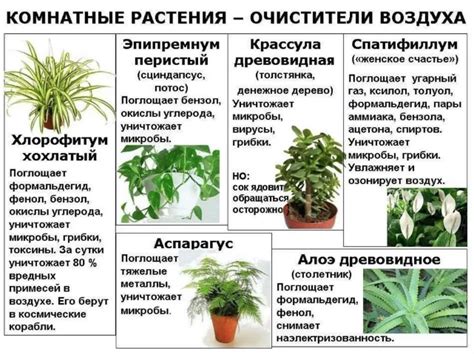 Какие растения хорошо очищают воздух?