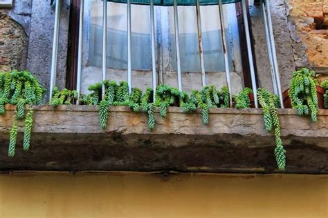 Какие растения хорошо растут на балконе?