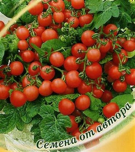 Какие самые урожайные низкорослые помидоры?