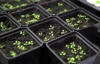 Какие семена лучше прорастают в темноте?