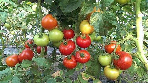 Какие семена помидор самые урожайные?