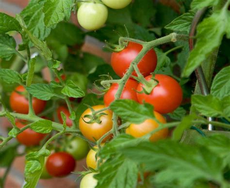 Какие семена томатов самые лучшие?