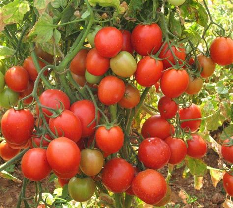 Какие сорта помидор лучше сажать в теплице?
