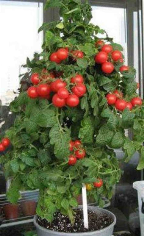Какие сорта помидор можно выращивать на подоконнике?