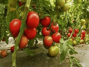 Какие сорта помидор не нужно пасынковать?