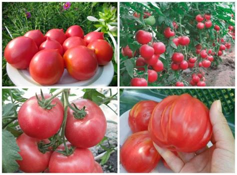 Какие сорта помидор самые крупные?