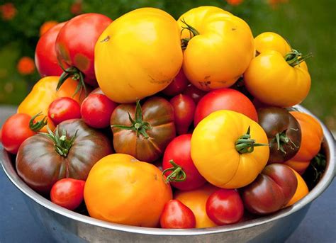 Какие сорта помидор самые урожайные для открытого грунта?