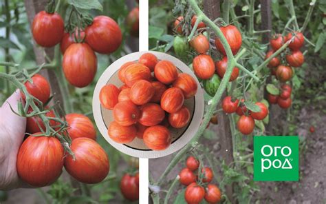 Какие сорта томатов долго хранятся?