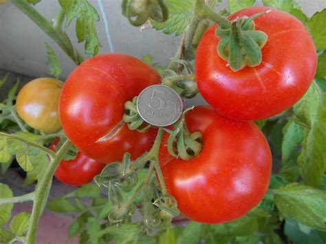 Какие сорта томатов можно сеять прямо в грунт?