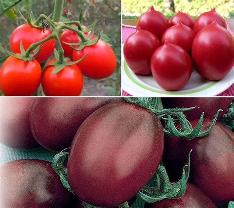 Какие сорта томатов самые урожайные?