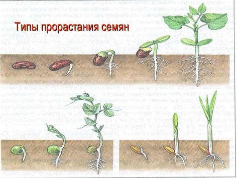 Какие типы прорастания семян?