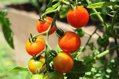 Какие удобрения нужно вносить при посадке помидор?